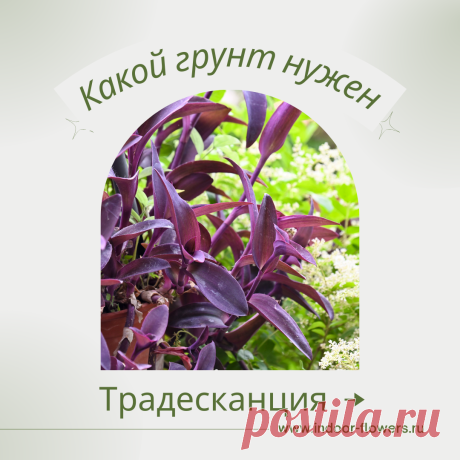Традесканция. Какой грунт нужен? Интересуетесь Традесканция. Какой грунт нужен? ? Узнайте о разнообразных представителях этого вида, их уникальных особенностях и преимуществах. Получите полезные советы по уходу за Традесканция. Какой грунт нужен? в домашних условиях, включая требования к освещению, поливу, температуре и влажности.
