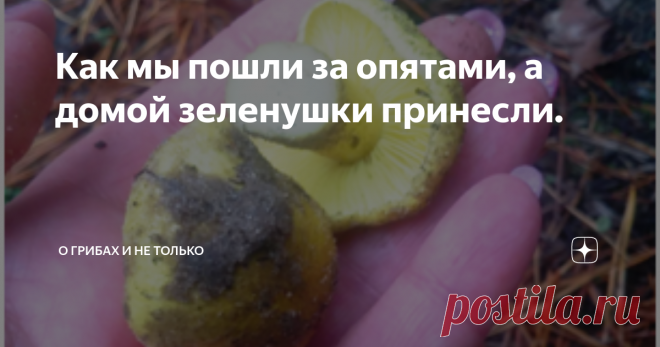Как мы пошли за опятами, а домой зеленушки принесли. Доброго времени суток всем читателям моего канала. Заканчиваются долгожданные выходные. Все хорошее быстро кончается. Просидев всю неделю дома, наконец-то вырвалась на природу. Погода подходящая, дождя нет. Хмуро и туманно. Но разве это может остановить истосковавшуюся по лесу душу? С утра взяли мы с мужем небольшие корзиночки и вперед. Опят в лесу много. Почему бы не набрать? И хотя грибов у