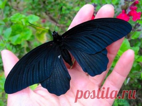 Природа их раскрасила