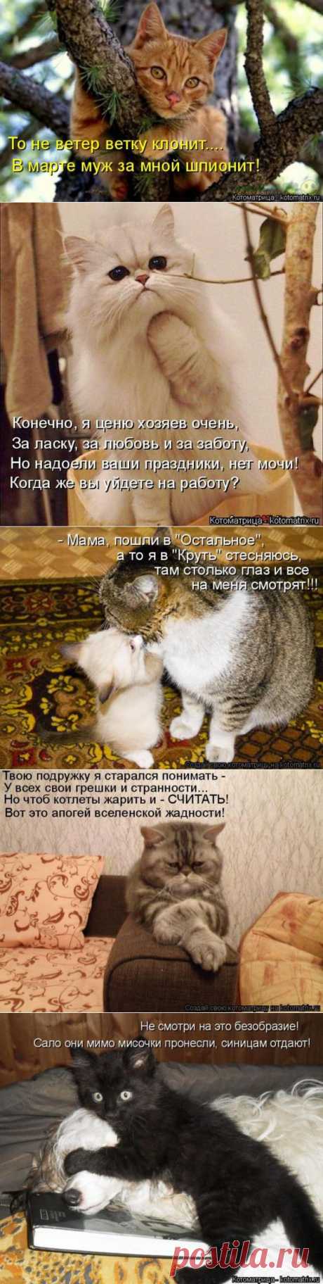 Хожу во фраке ( котоматрица ) | Обхохочешься