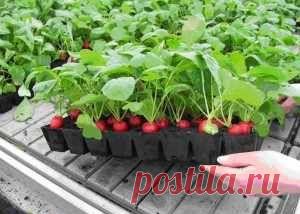 Чем хорош кассетный способ выращивания рассады?