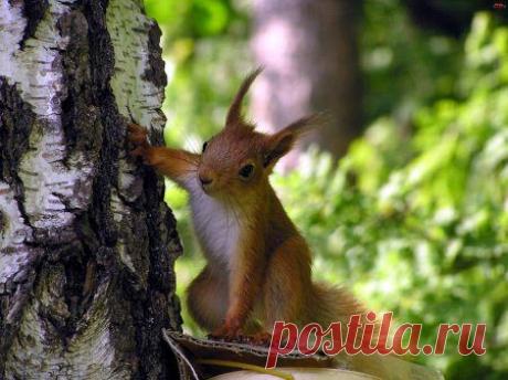 Забавные животные / Питомцы