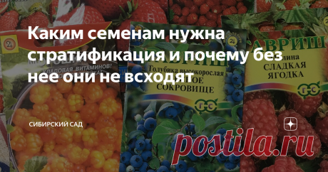Каким семенам нужна стратификация и почему без нее они не всходят Раньше я сеяла семена без особых затей. О том, что их нужно обеззараживать – знала, о замачивании – слышала, применяла. А вот о стратификации я раньше ничего не слышала. И бывало, посею дельфиниумы, а у меня со всей пачки – один хилый росток. Или землянику сыпану в плошку с землей, а она никак всходить не хочет.
Дельфиниумы и аквилегии в первый раз взошли крайне скудно, сеянцы были слабыми, и не