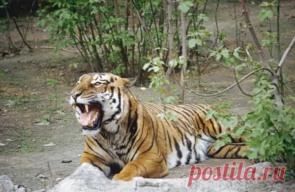 В Хабаровском крае застрелен "президентский" тигренок — Российская газета....НЕЛЮДИ!!