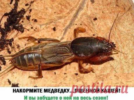 Есть оригинальный и очень простой способ , который помогает бороться с медведкой .
Купите пакет пшена , вам его хватит на целый сезон . Сварите в литровой кастрюльке кашу , а потом заправьте её не маслом , а , когда остынет , препаратом от колорадского жука ,"Регент". После сформируйте из полученной массы шарики и опустите в каждый ход , прорытый медведкой . Перед таким угощением вредитель не устоит ! И вы на весь сезон забудете о его чёрных делах .
Огородные советы https:...