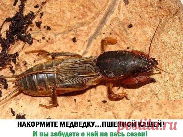 Есть оригинальный и очень простой способ , который помогает бороться с медведкой .
Купите пакет пшена , вам его хватит на целый сезон . Сварите в литровой кастрюльке кашу , а потом заправьте её не маслом , а , когда остынет , препаратом от колорадского жука ,
