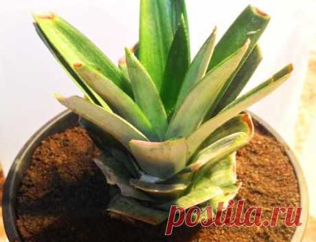 Комнатный ананас – миф или реальность?