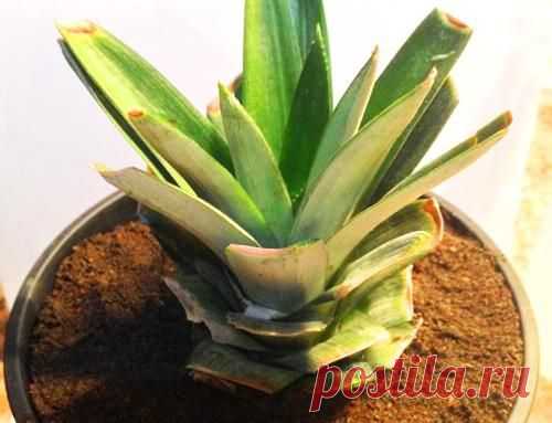 Комнатный ананас – миф или реальность?