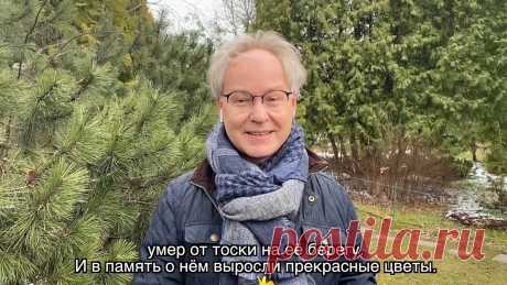 Весна в Саду Души - Нарциссы!