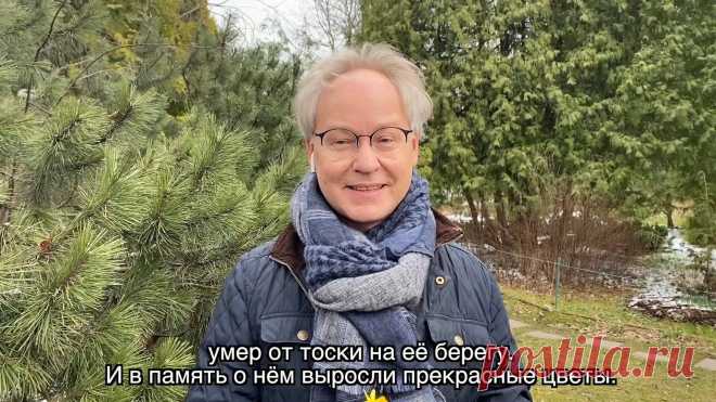 Весна в Саду Души - Нарциссы!