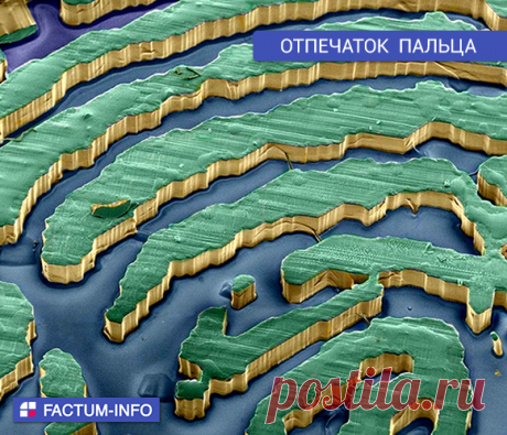 Отпечаток пальца, созданный с помощью электронного микроскопа.
⠀
Макросъёмка электронным микроскопом → https://factum-info.net/interesnoe/foto/378-makros-jomka-elektronnym-mikroskopom
⠀
#отпечаток #палец #макро #фото #макрофото #макросъемка #микроскоп #электронныймикроскоп #факты #интересныефакты #интересно #FactumInfo #картинки #саморазвитие #facts