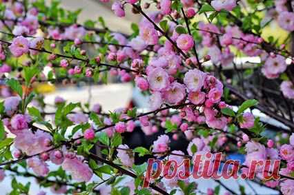 Лучшие фото – Пейзажи/Флора – Сообщество – Google+