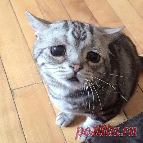 Самый грустный котик