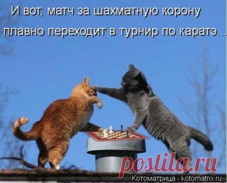 Кто же чемпион? ))) | KotoMail.ru