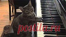 Новое видео с животными - Cмотреть смешное видео, подборки неудач, видео приколы, играть флэш игры онлайн, просматривать смешные и интересные картинки абсолютно бесплатно