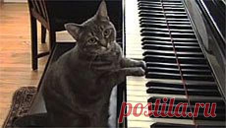 Новое видео с животными - Cмотреть смешное видео, подборки неудач, видео приколы, играть флэш игры онлайн, просматривать смешные и интересные картинки абсолютно бесплатно