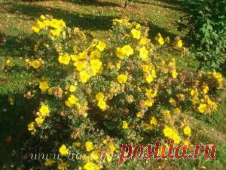 Лапчатка кустарниковая: агротехника | Хроники сибирского сада