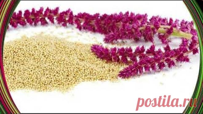 АМАРАНТ (ЩИРИЦА) ПОЛЕЗНЫЕ СВОЙСТВА