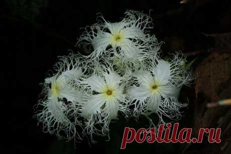 Природа, как совершенный творец... Удивительная красота растений - Фотопанорама