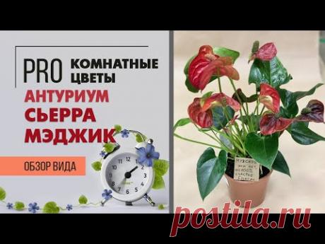 Антуриум Сьерра Мэджик - мужское счастье или просто счастье цветовода? Как ухаживать за антуриумами