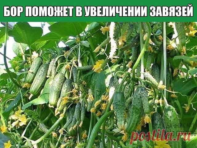 БОР ПОМОЖЕТ В УВЕЛИЧЕНИИ ЗАВЯЗЕЙ
Хотим поделиться с вами одним маленьким секретиком повышения урожайности.
Когда растения начнут набирать цвет, надо успеть пока цветет прямо по цветам обрызгать всё: цветы, яблони, вишню, помидоры, огурцы и другие растения , слабым раствором бора (его можно купить в аптеке) 2-3 грамма на 10 литров воды.  Этого хватит, чтобы буквально улить весь сад.
Действует очень эффективно, что-то вроде 
