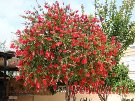 Callistemon-citrinus03.jpg (842×632)