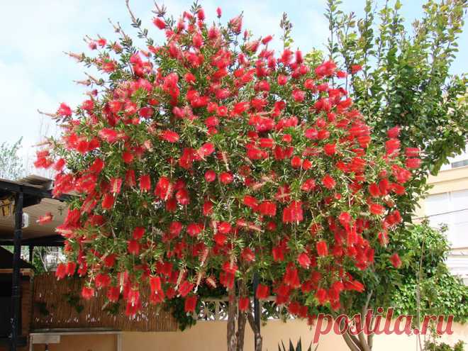 Callistemon-citrinus03.jpg (842×632)