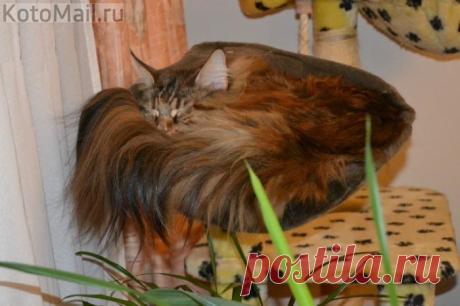 Роскошный котик