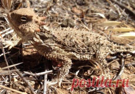 Топ-25 животных с самыми странными защитными механизмами | Разно Всяко