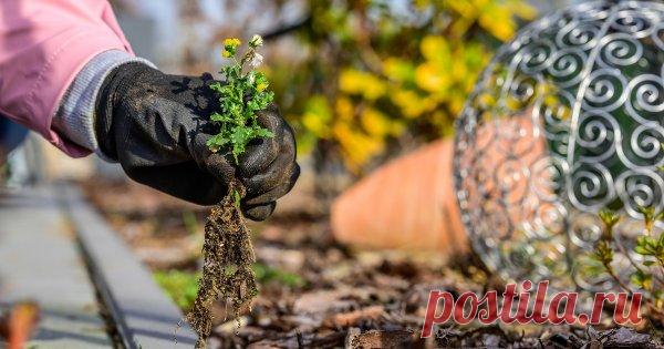 Как избавиться от сорняков на газоне и в цветнике – 5 экосоветов Самое экологичное средство борьбы с сорными растениями среди цветов и газонных трав – это прополка, но не только она! Рассказываем, как окончательно избавиться от докучливых сорняков народными и другими безопасными для окружающей среды методами.