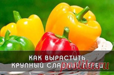 СЛАДКИЙ ПЕРЕЦ. КАК ВЫРАСТИТЬ КРУПНЫЕ ПЕРЦЫ