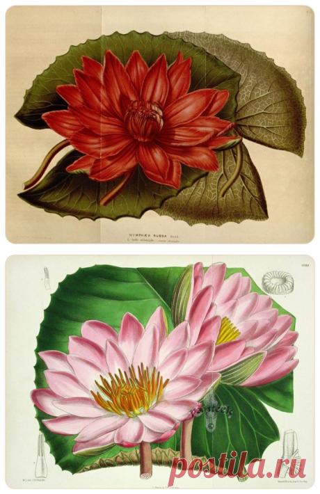 Лотосы. Водяные лилии. Кувшинки. (Botanical)