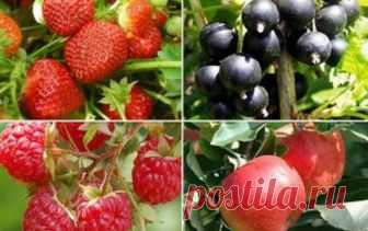 Календарь обрезки ягодных кустарников Сохраните в закладках нашу статью, чтобы не путаться в сроках обрезки 11 самых распространенных ягодных кустарников.