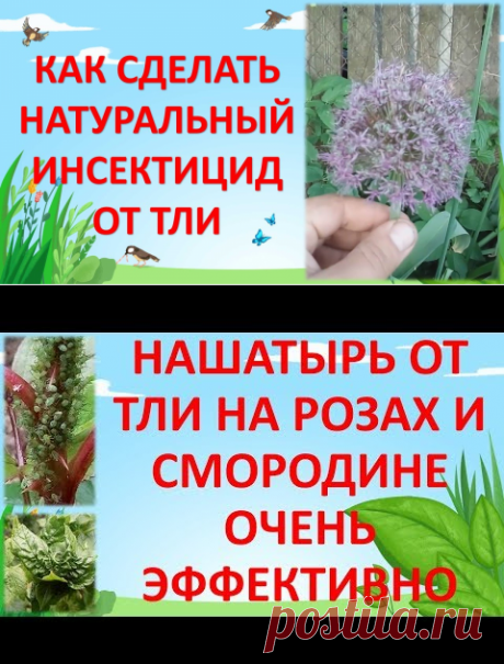 НАШАТЫРНЫЙ СПИРТ ОТ ТЛИ НА РОЗАХ И СМОРОДИНЕ🐛🐜🐞 - YouTube