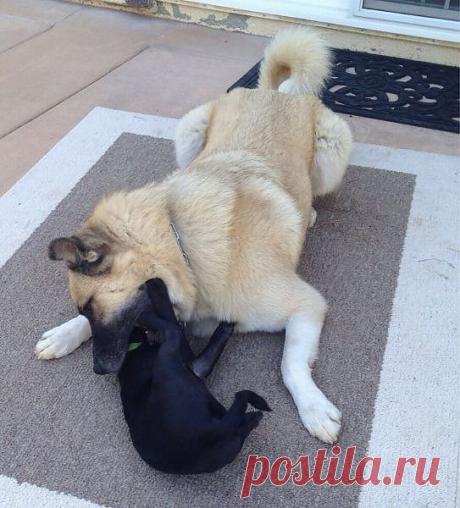 ---Я же говорил;  второй коренной
    слева,  внизу...