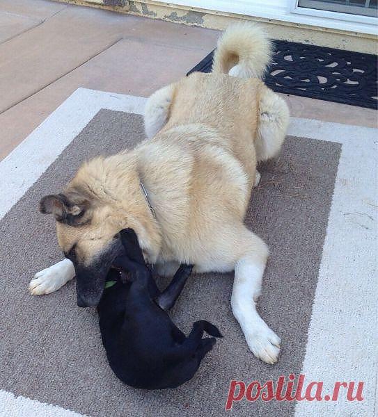 ---Я же говорил;  второй коренной
    слева,  внизу...