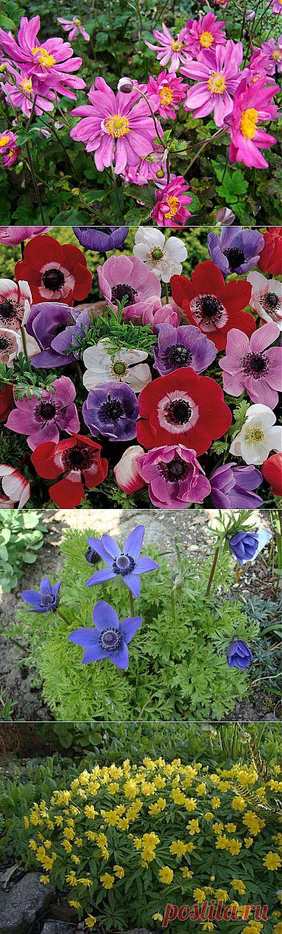 сообщение Galimax : Эти ветреницы-анемоны (22:33 03-04-2014) [5047602/319779899] - natasha_5656@mail.ru - Почта Mail.Ru