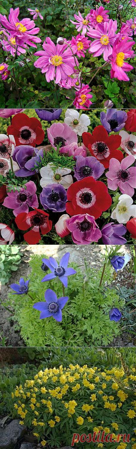 сообщение Galimax : Эти ветреницы-анемоны (22:33 03-04-2014) [5047602/319779899] - natasha_5656@mail.ru - Почта Mail.Ru