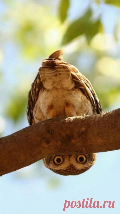 Upside-down Pygmy Owl.