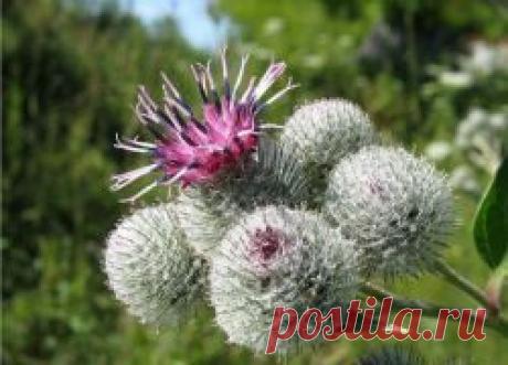 Настойка из лопуха, меда и водки.