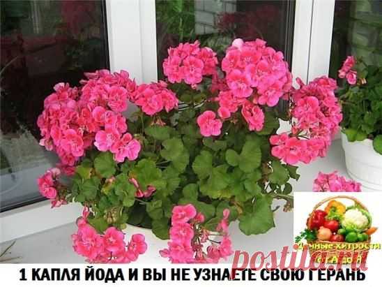 (94) Одноклассники