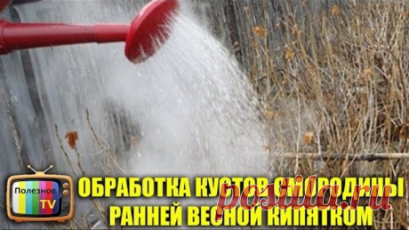 (2) Одноклассники