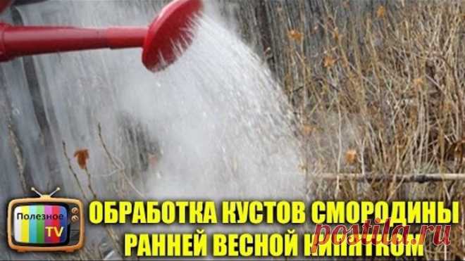 (2) Одноклассники