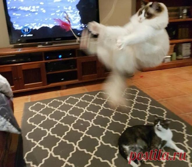 Драматические актёры из мира животных / Питомцы