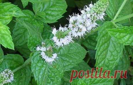 Применение мелиссы в народной медицине