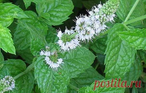 Применение мелиссы в народной медицине