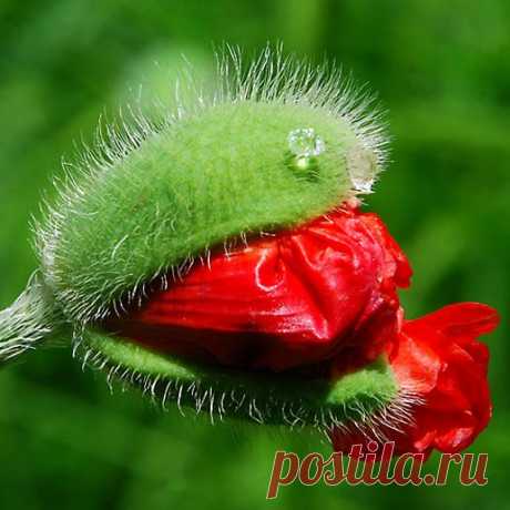 Pinterest