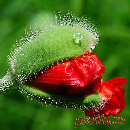 Pinterest