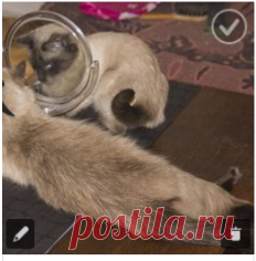 Свет мой, зеркальце скажи...