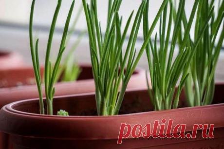 Лук-батун на подоконнике: выращиваем из семян